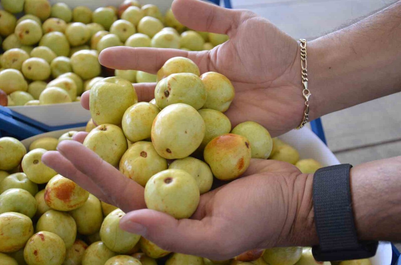 Manisa’nın Demirci ilçesinde taze iri olarak üretimi yapılan hünnap meyvesinde