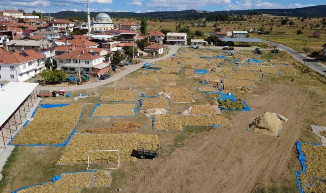 Manisa’nın Demirci ilçesinde yüksek rakımlı yaylalarda zirai ilaç kullanmadan ve