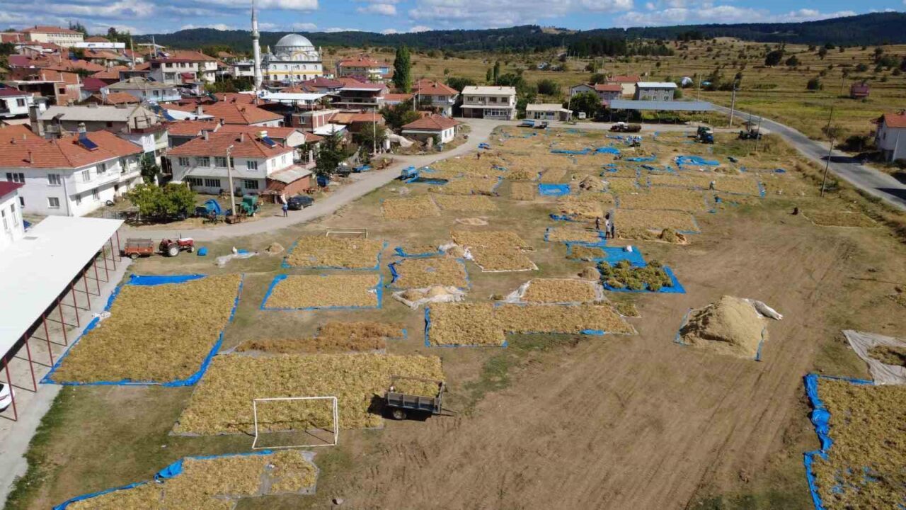 Manisa’nın Demirci ilçesinde yüksek rakımlı yaylalarda zirai ilaç kullanmadan ve
