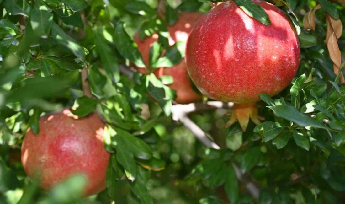 Türkiye Nar üretimi sıralamasında 5’inci sırada yer alan Denizli’de nar