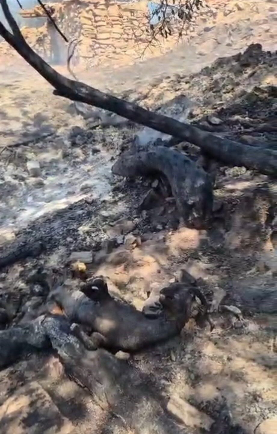 Denizli’deki yangının 5. gününde bazı noktalar kontrol altına alınırken yangın