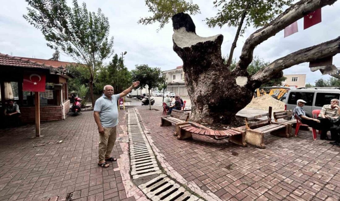 Hatay’ın Payas ilçesinde bulunan ve 500 yıllık olduğu tahmin edilen