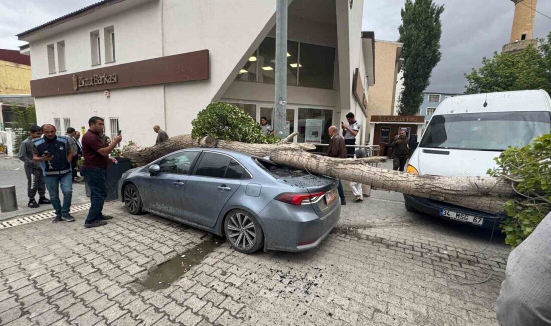 Ağrı’nın Diyadin ilçesinde etkili olan rüzgar nedeniyle kökünden sökülen ağaç,