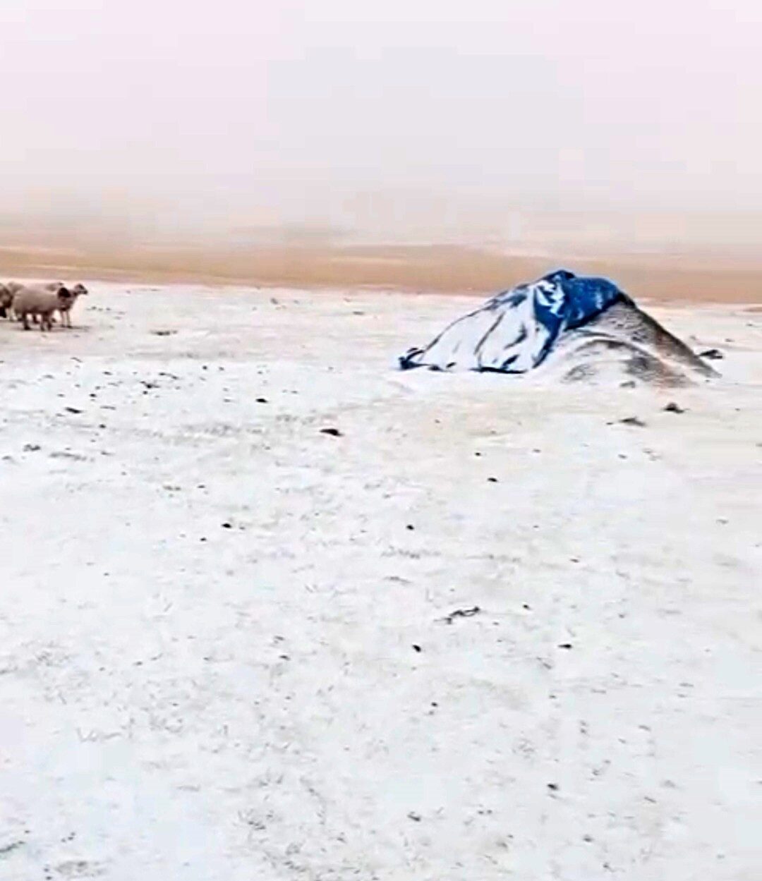 Ağrı’nın Diyadin ilçesine bağlı Zeynel köyünde etkili olan kar yağışı,