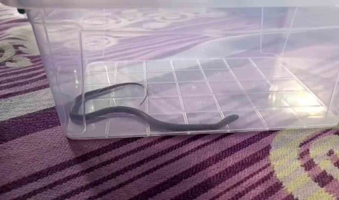 Diyarbakır’da 4’üncü kattaki bir evin çocuk odasına giren yolan paniğe