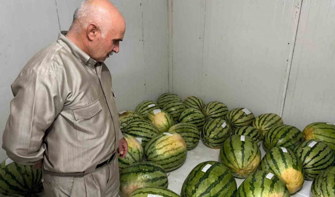 Diyarbakır’da düzenlenecek 15’inci Diyarbakır Karpuzu tanıtım etkinliği için üreticilerin yarışmaya