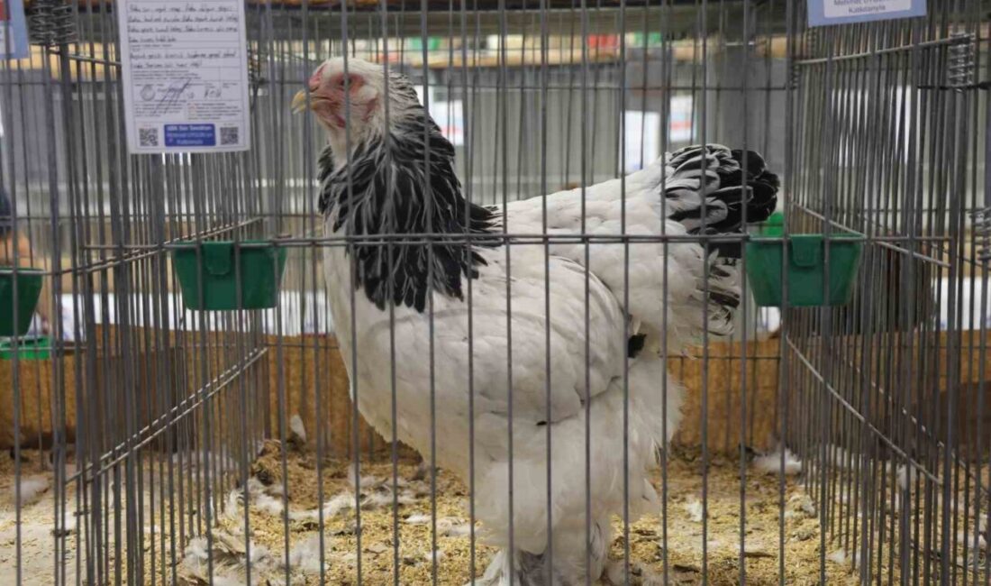 Elazığ’da Doğu ve Güneydoğu Anadolu Bölgesi Süs Tavukları ve Bahçe