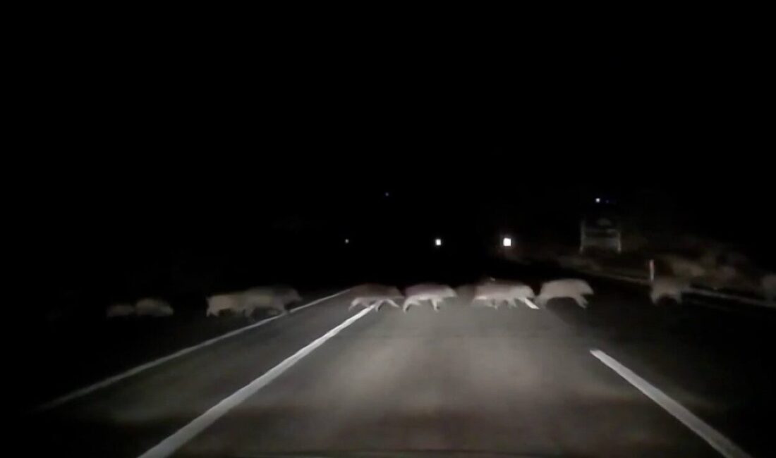 Adıyaman’da, karayoluna aniden çıkan domuz sürüsü saniye saniye kameralara yansıdı.