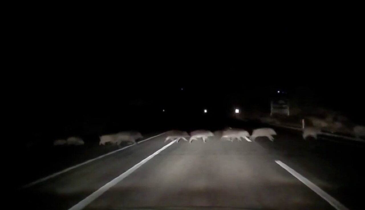 Adıyaman’da, karayoluna aniden çıkan domuz sürüsü saniye saniye kameralara yansıdı.