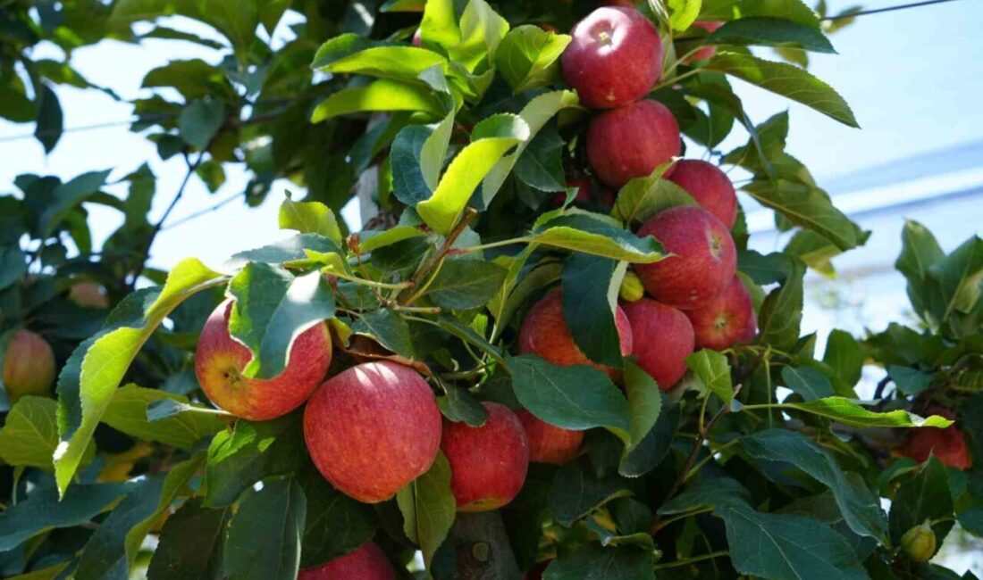 Türkiye’nin elma üretimindeki önemli merkezlerinden biri olan Niğde’de, Nisan ayında