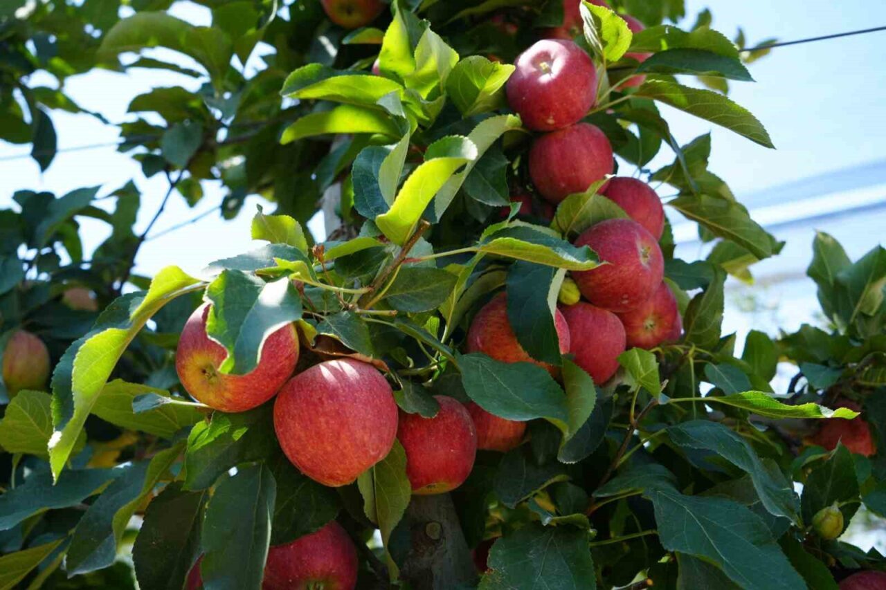 Türkiye’nin elma üretimindeki önemli merkezlerinden biri olan Niğde’de, Nisan ayında