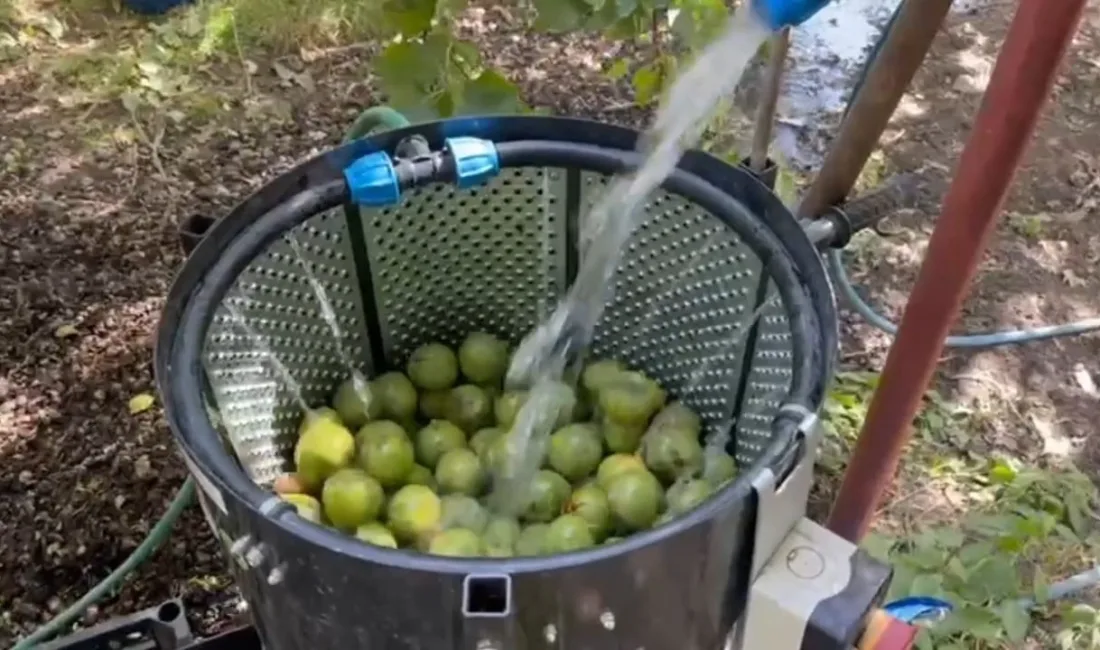 Bitlis’in Adilcevaz ilçesinde yetiştirilen ve kendine has aroması, ince kabuğu