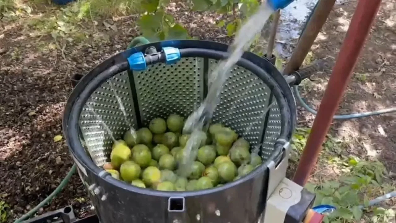 Bitlis’in Adilcevaz ilçesinde yetiştirilen ve kendine has aroması, ince kabuğu