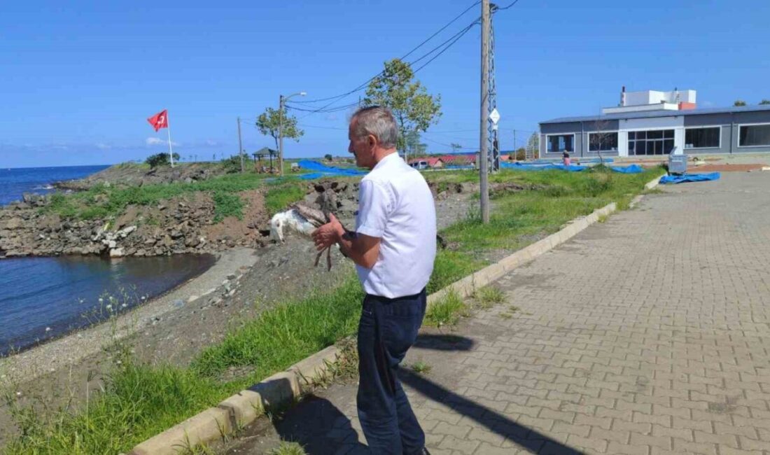 Giresun’un Görele ilçesine bağlı Çavuşlu beldesinde ayağına misina ipi dolanan