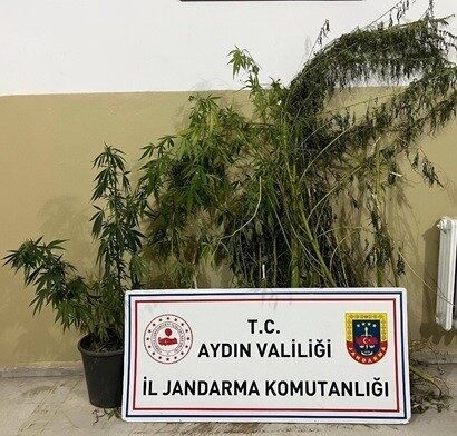 Aydın’ın Efeler ilçesinde jandarma ekipleri tarafından dere içine dikilmiş sazlık