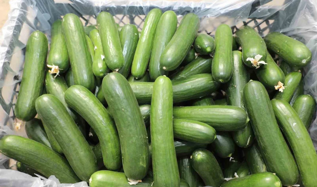 Elazığ’da bin 177 dekar alanda yapılan ve yıllık yaklaşık 17