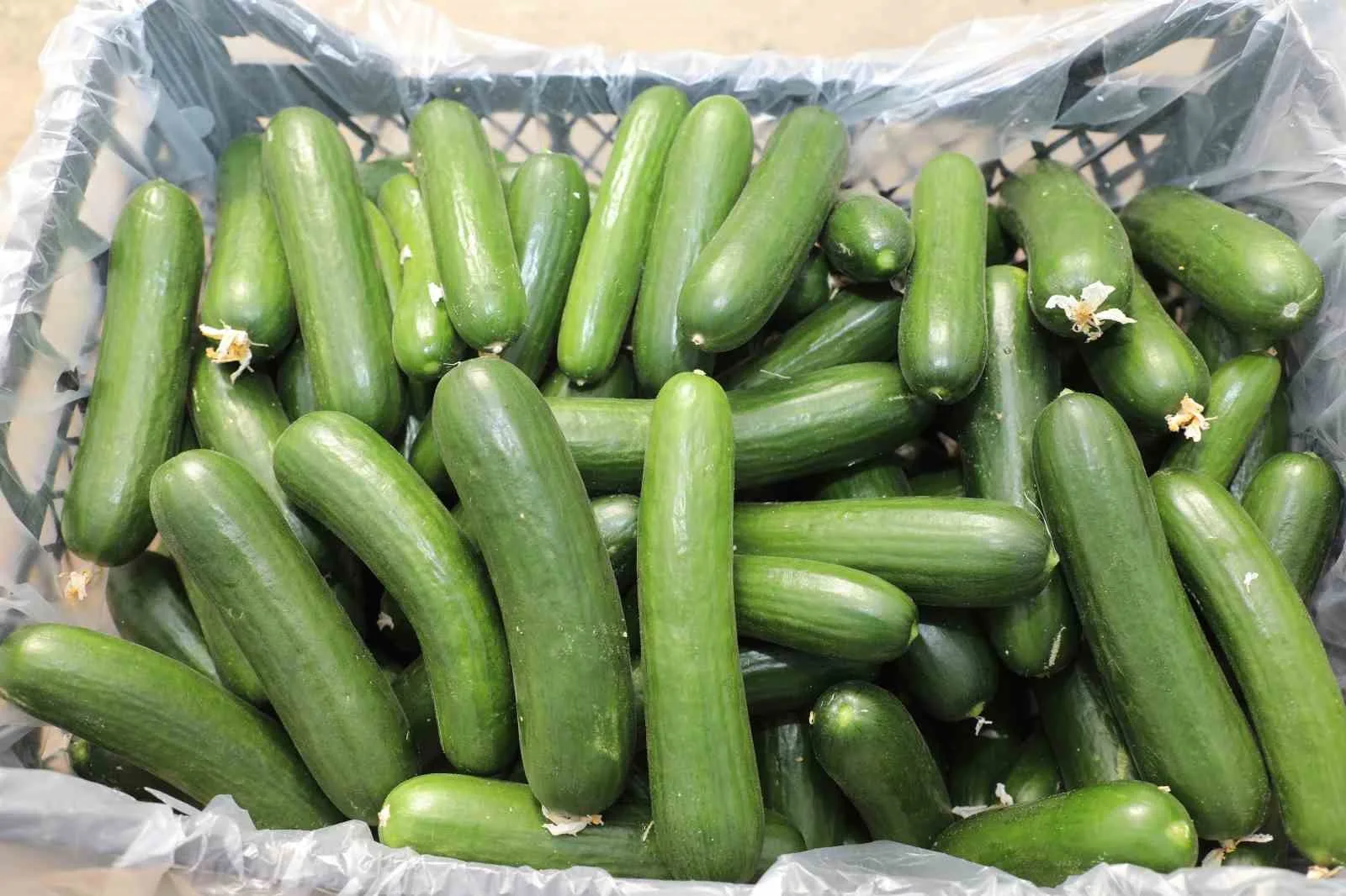 Elazığ’da bin 177 dekar alanda yapılan ve yıllık yaklaşık 17