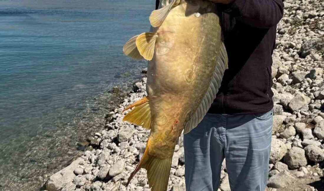 Elazığ’ın Keban Baraj Gölü’nde amatör balıkçı, 21 kiloluk dev bir
