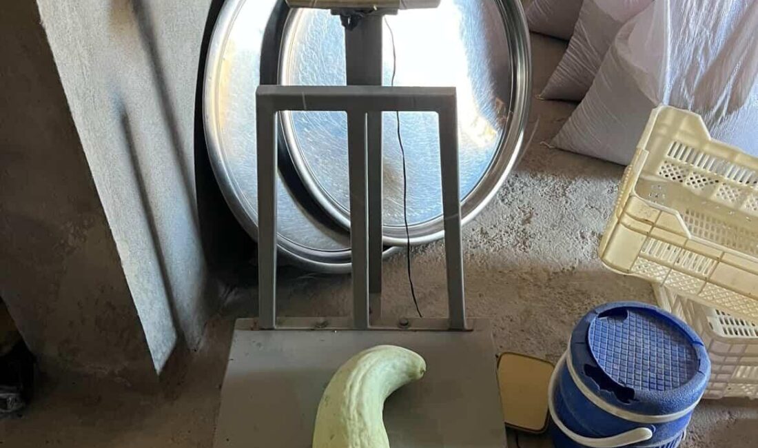 Elazığ’da yaklaşık 4,5 kilo ağırlığındaki acur görenleri hayrete düşürdü. Elazığ’ın