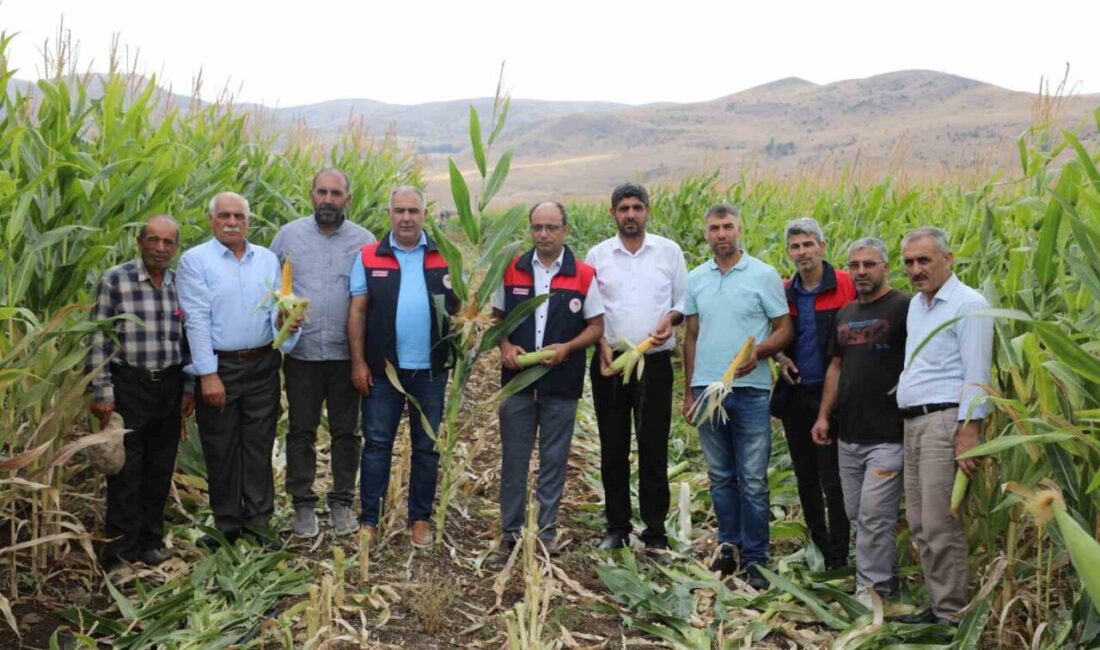 Elazığ’da 19 bin 520 dekar alanda 98 bin 430 ton