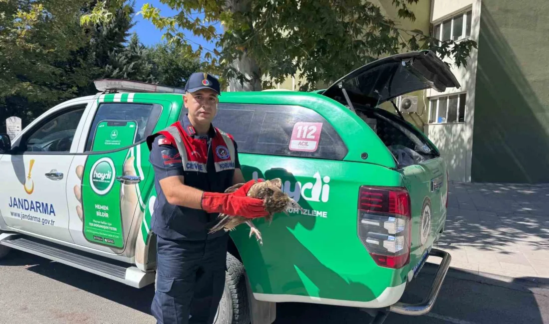 Elazığ’da yaralı halde bulunan yavru akbaba, jandarma ekiplerince koruma altına
