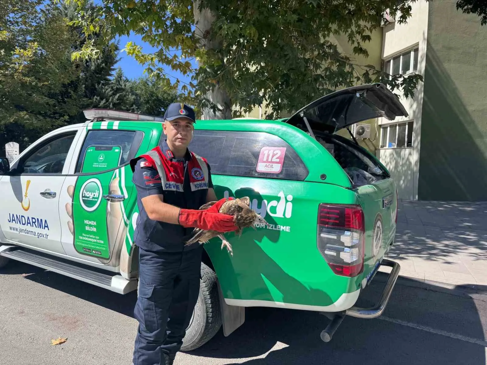 Elazığ’da yaralı halde bulunan yavru akbaba, jandarma ekiplerince koruma altına
