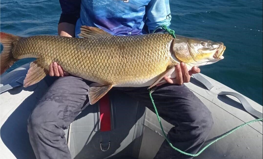 Elazığ’ın Karakaya Baraj Gölü’nde avlanan amatör balıkçının oltasına 1 metre