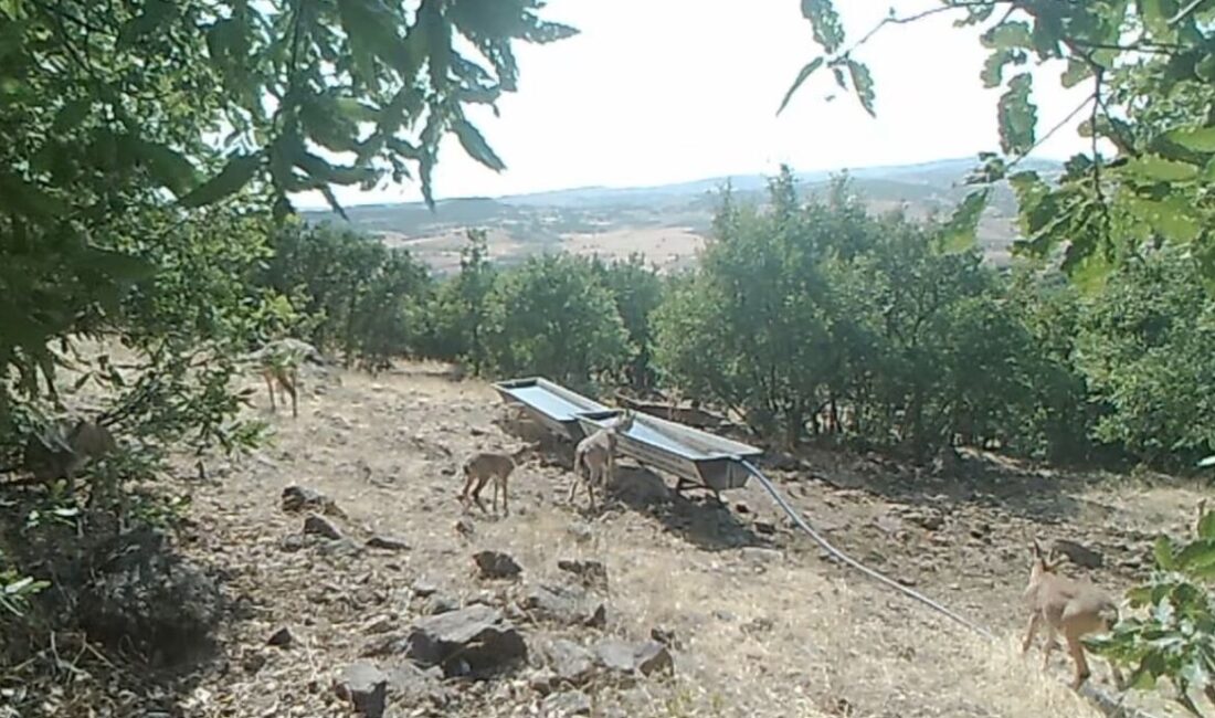 Elazığ’da dağ keçilerinin yüksek kesimlere yerleştirilen sıvatlarda su içmesi, fotokapanlar