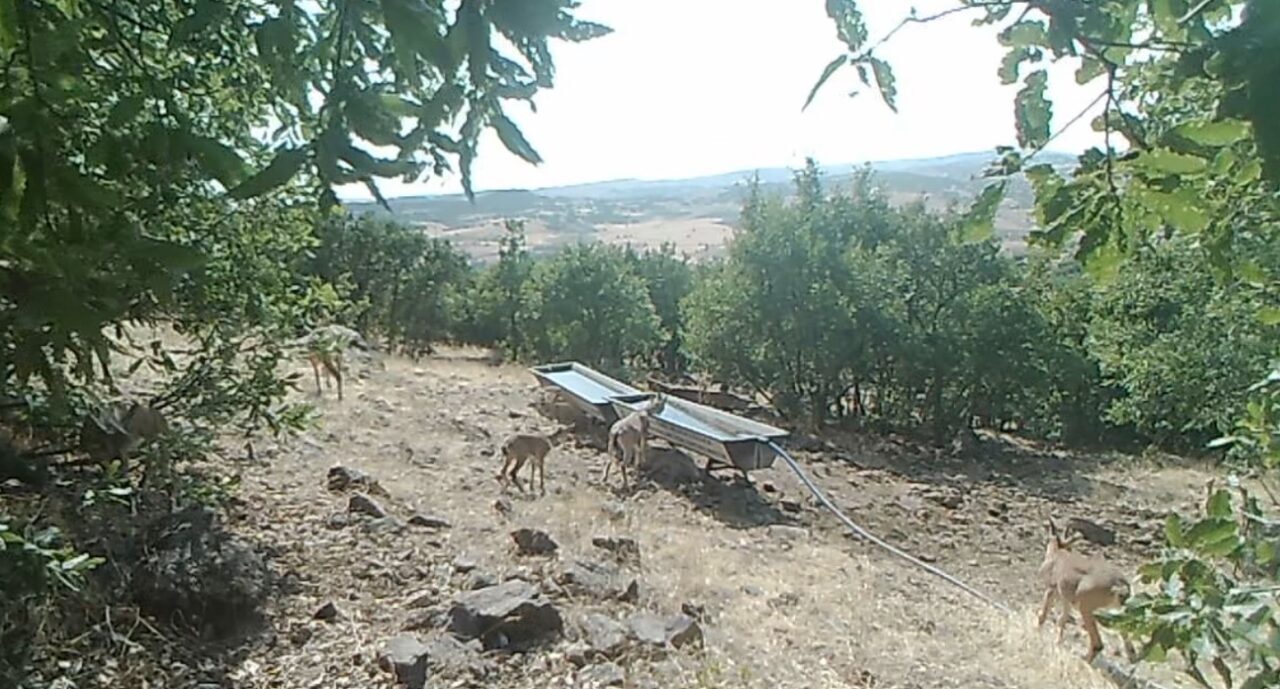 Elazığ’da dağ keçilerinin yüksek kesimlere yerleştirilen sıvatlarda su içmesi, fotokapanlar