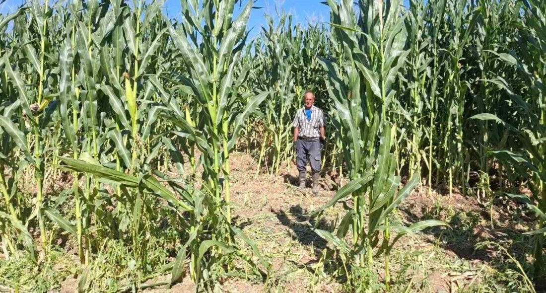 Elazığ’da domuzlar, 30 dönümlük mısır tarlasını talan etti. Olay, Kovancılar