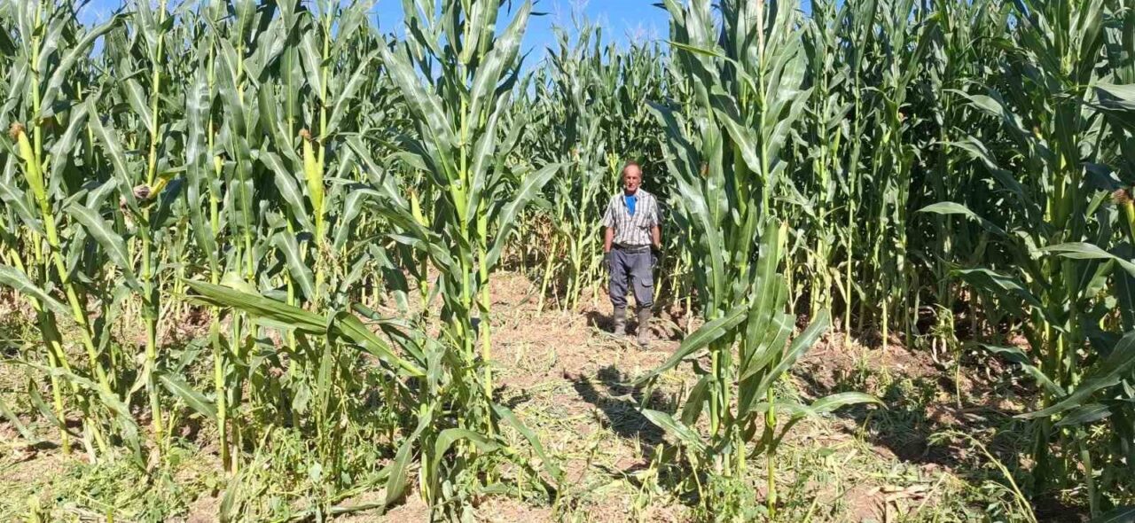 Elazığ’da domuzlar, 30 dönümlük mısır tarlasını talan etti. Olay, Kovancılar