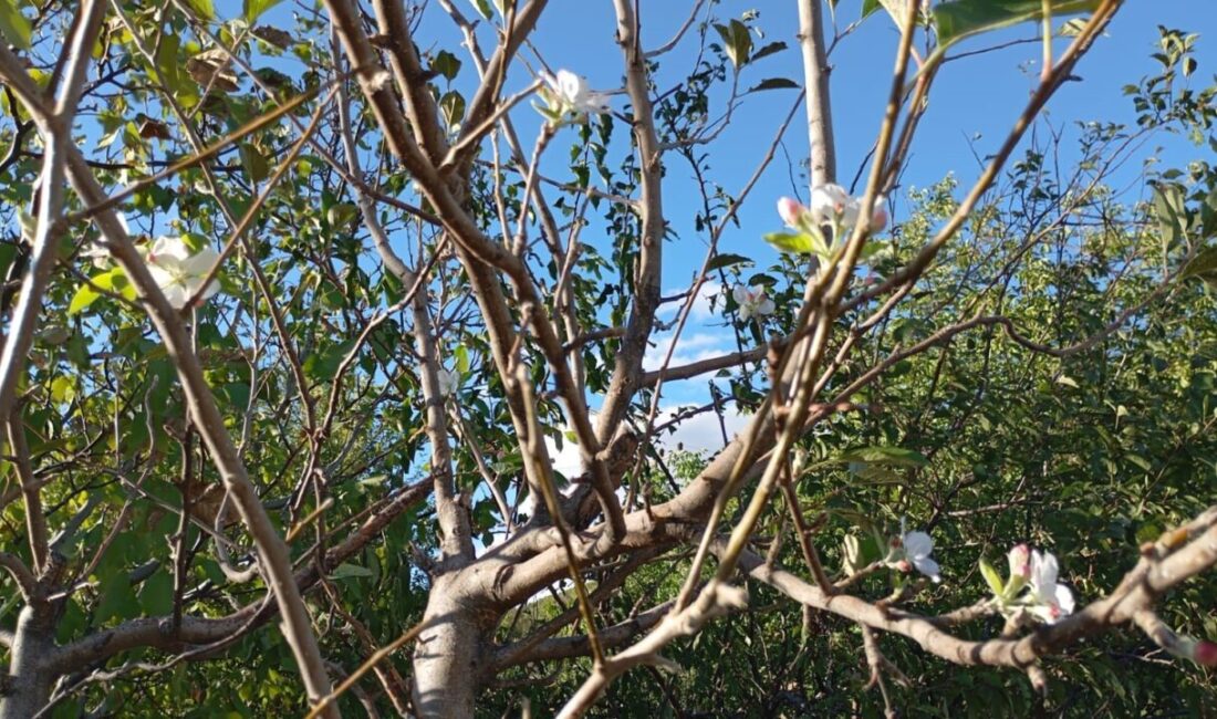 Sonbahara girilmesi rağmen tüm dalları çiçek açan elma ağacı, görenleri