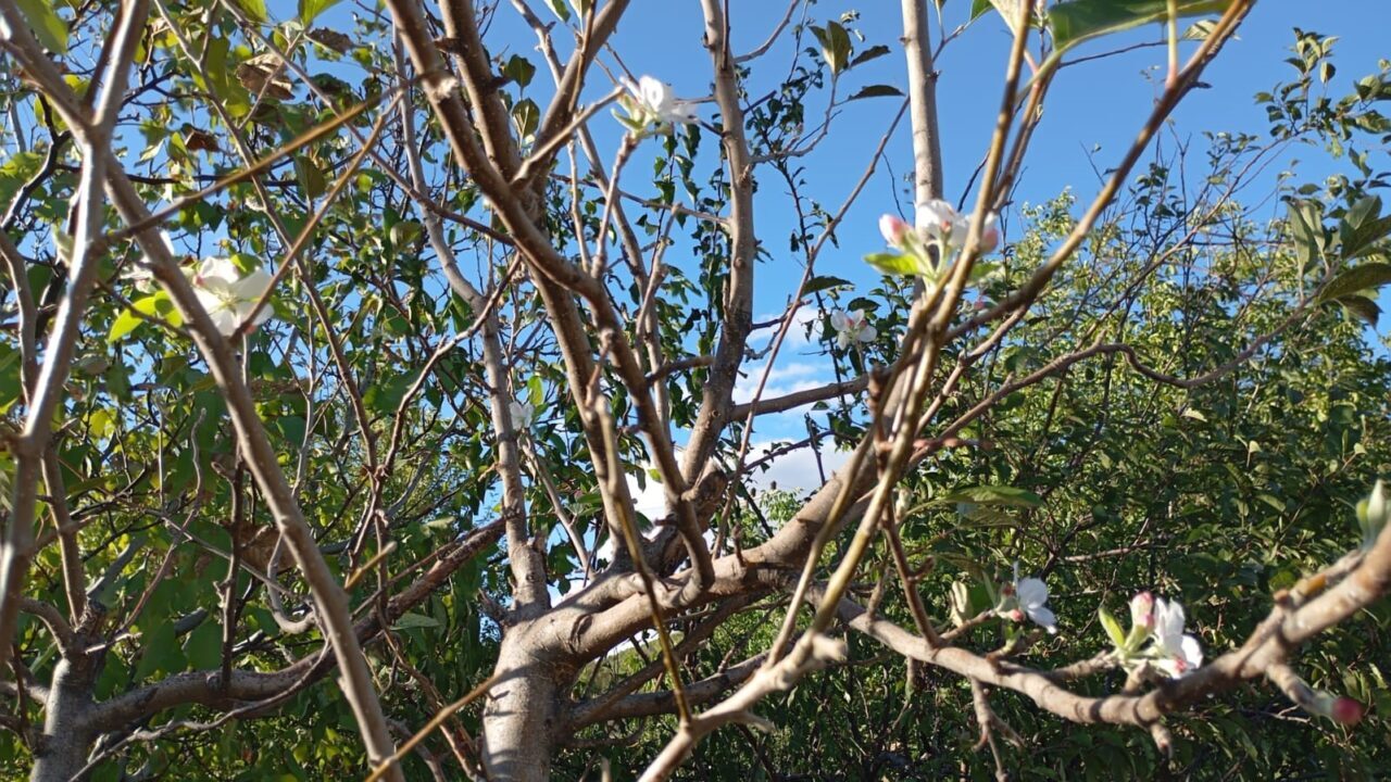 Sonbahara girilmesi rağmen tüm dalları çiçek açan elma ağacı, görenleri