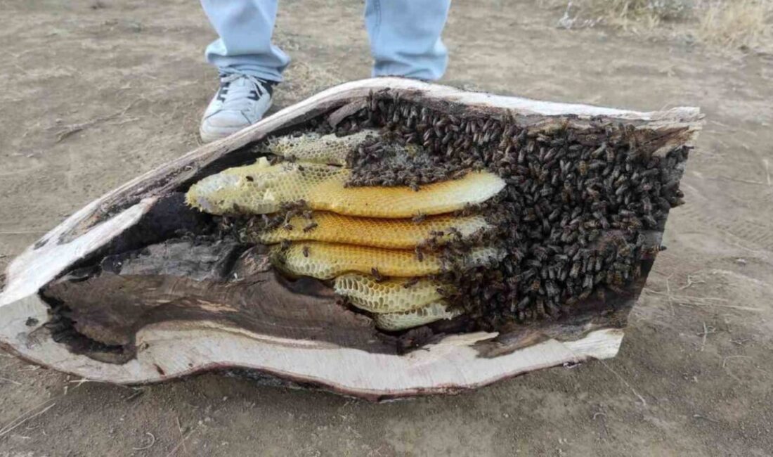 Elazığ’ın Arıcak ilçesinde esnaflardan Mehmet Ali Çağlar, mağara ve ağaç