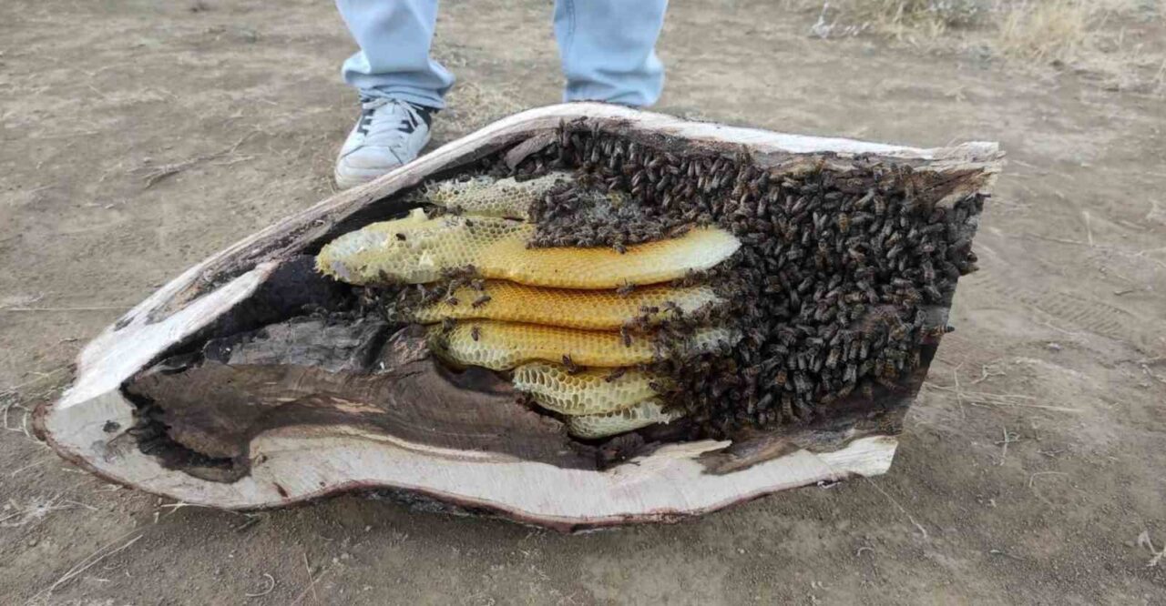 Elazığ’ın Arıcak ilçesinde esnaflardan Mehmet Ali Çağlar, mağara ve ağaç