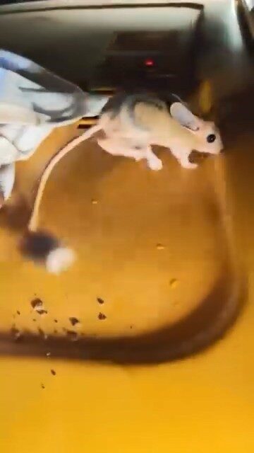 Elazığ’da, nesli tükenmekte olan Arap tavşanı görüntülendi. Dünya Doğa ve