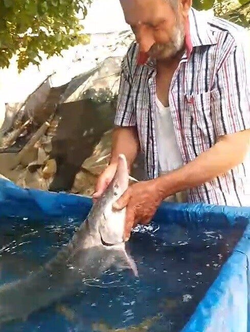 Elazığ’ın Palu ilçesinde amatör balıkçı Mehmet Karabayır’ın oltasına yaklaşık 15