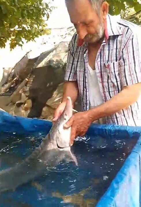 Elazığ’ın Palu ilçesinde amatör balıkçı Mehmet Karabayır’ın oltasına yaklaşık 15