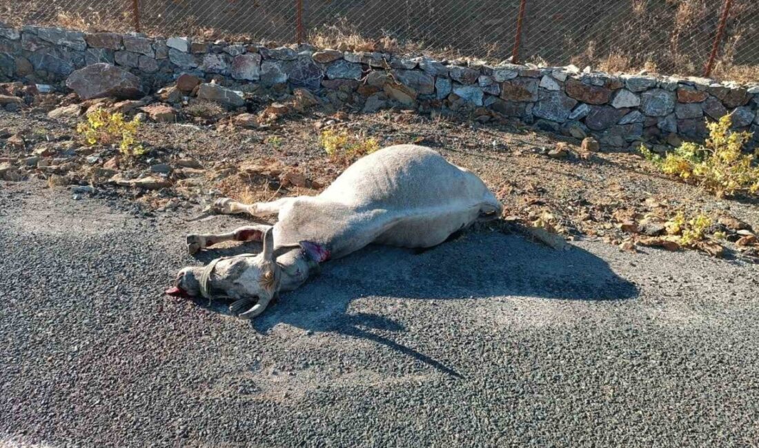 Elazığ’da otomobil aniden yola çıkan ata çarptı. Kazada at telef