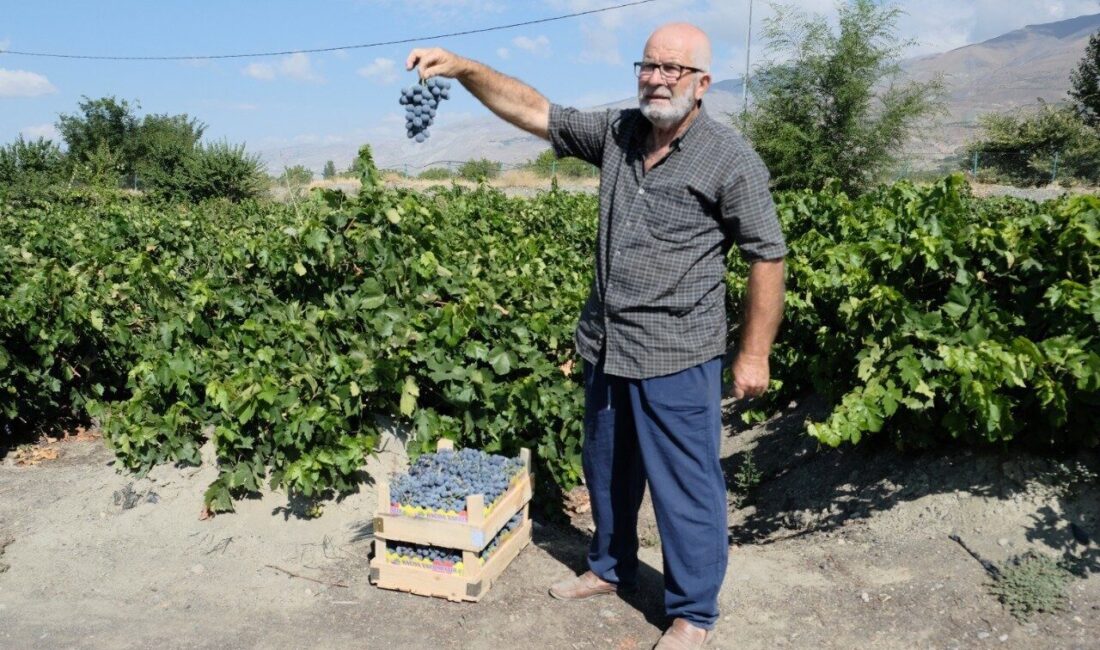 Erzincan’ın Üzümlü ilçesinde yetişen meşhur Cimin üzümünde hasat başladı. Bu