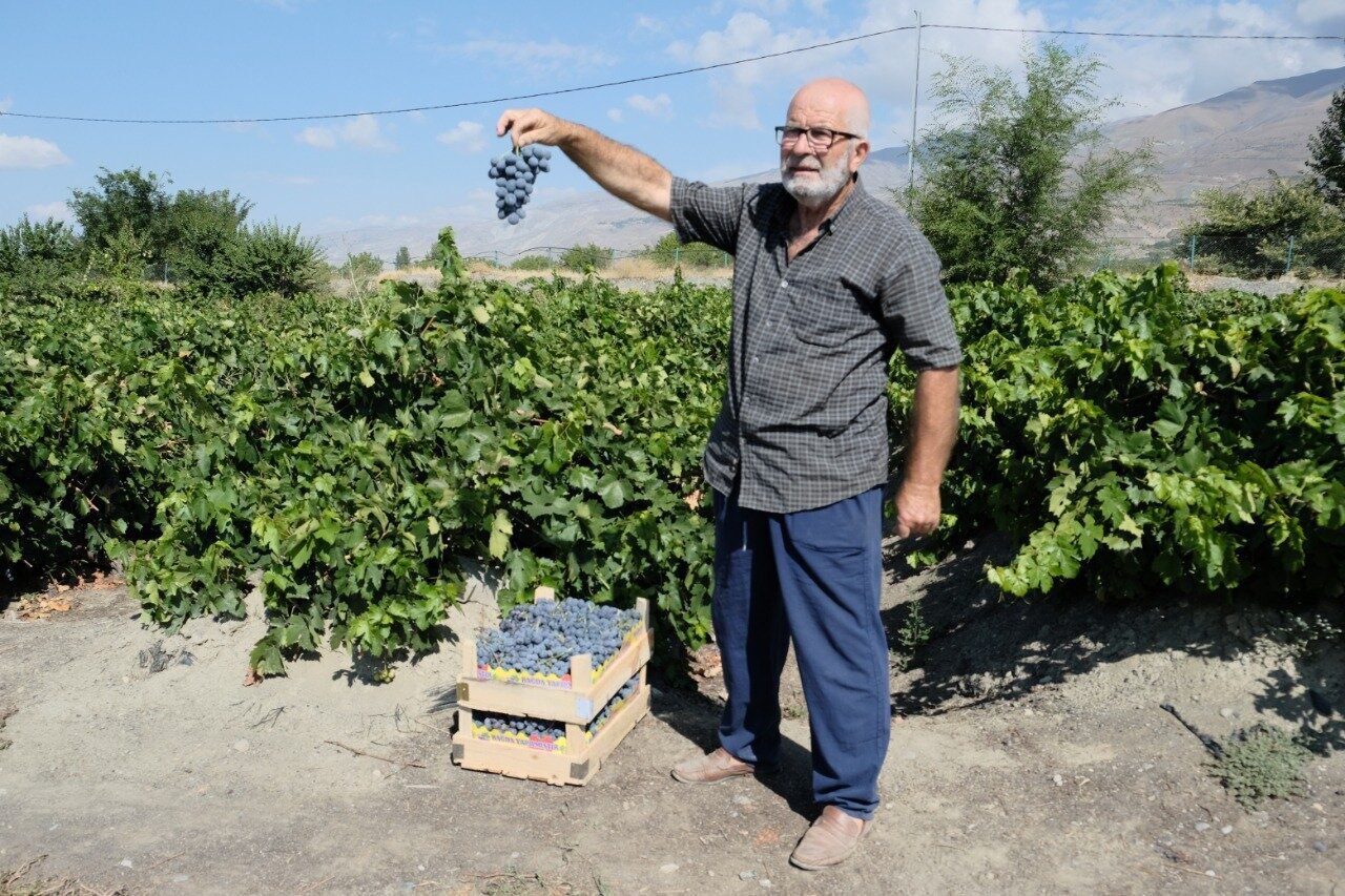 Erzincan’ın Üzümlü ilçesinde yetişen meşhur Cimin üzümünde hasat başladı. Bu