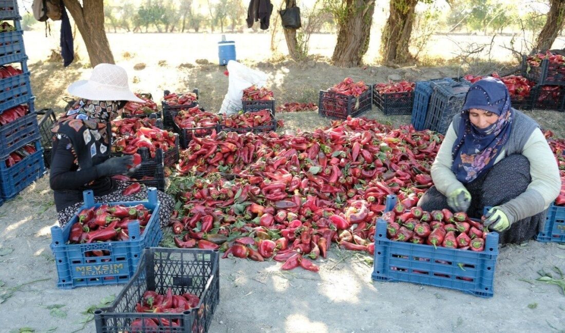 Erzincan’da ziraat mühendisi Muhammed Yusuf Ciminli’nin kurduğu serada 100 tonluk