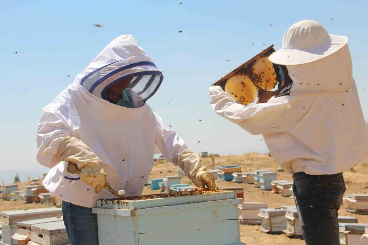 Erzincan’ın Tercan ilçesinde arıcılar bal sağımını sürdürüyor. Yüksek rakımda sürdürülen