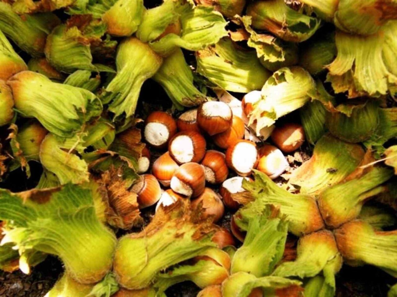 Erzincan’ın Kemah ilçesinde Çulfa çifti ilk kez fındık yetiştirdi. 300