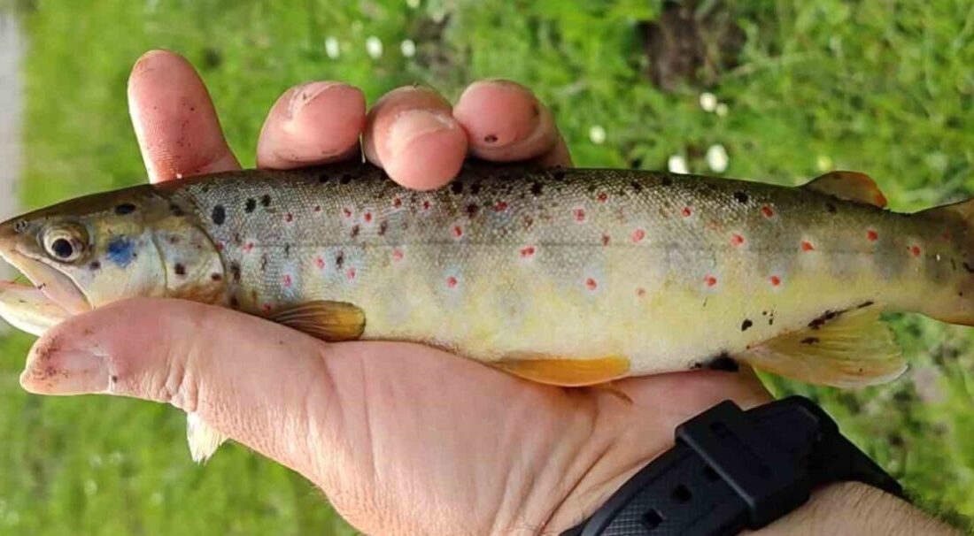 Erzincan ve Tunceli’de Munzur Dağları’ndan çıkan suyun beslediği bazı akarsularda