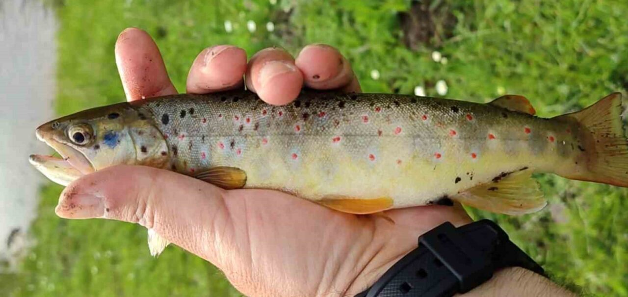 Erzincan ve Tunceli’de Munzur Dağları’ndan çıkan suyun beslediği bazı akarsularda