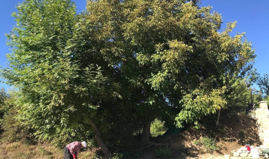 Kabuğunun ince ve doluluk oranının fazla olması sebebiyle tüketiciden yoğun