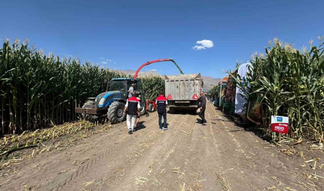 Erzincan’da, kışın hayvanların kaba yem ihtiyacını karşılamak için ekilen silajlık
