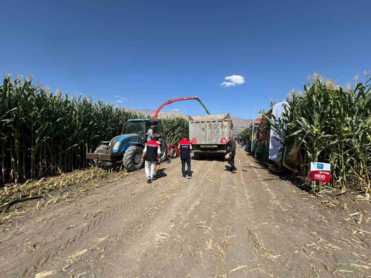 Erzincan’da, kışın hayvanların kaba yem ihtiyacını karşılamak için ekilen silajlık