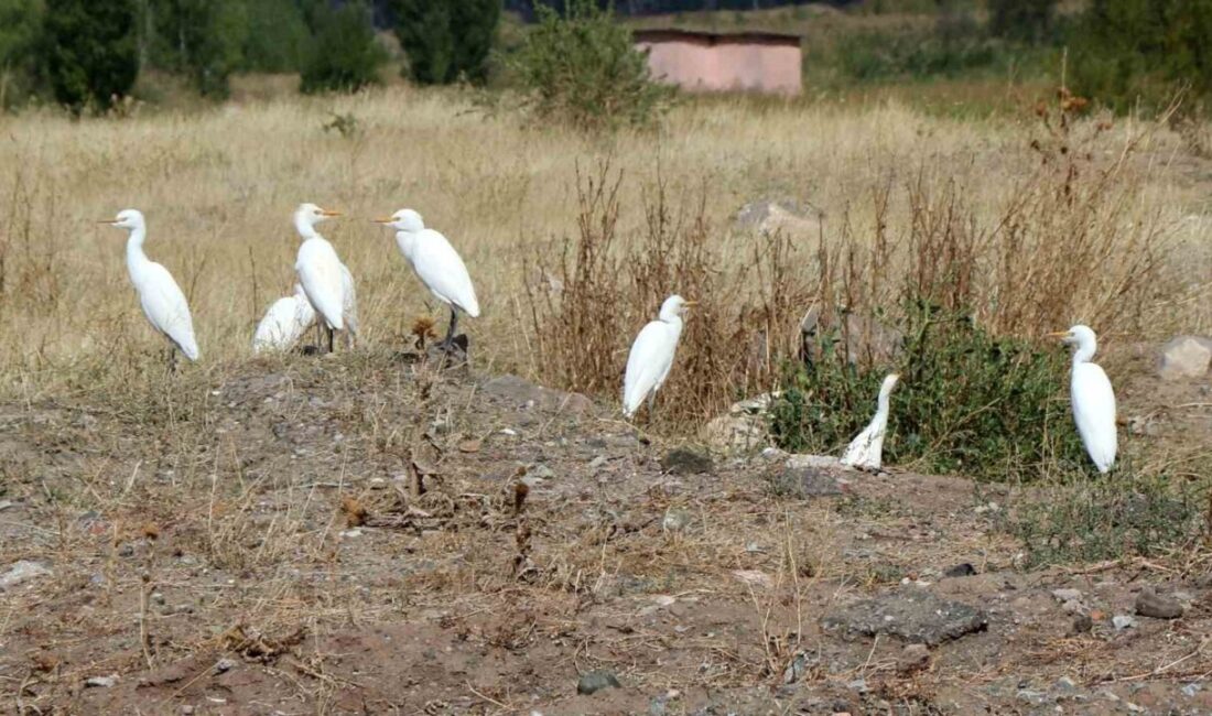 Munzur ile Keşiş Dağları arasındaki ovada yer alan ve 18